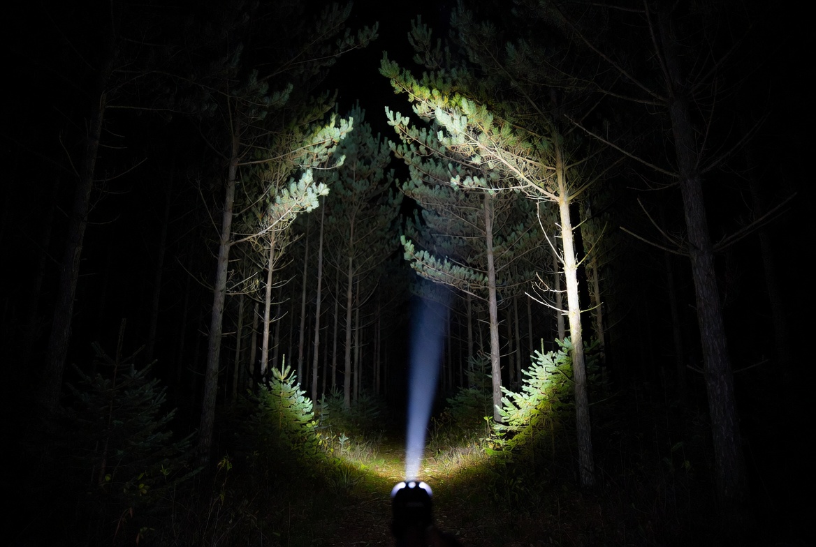 Night walk in the woods