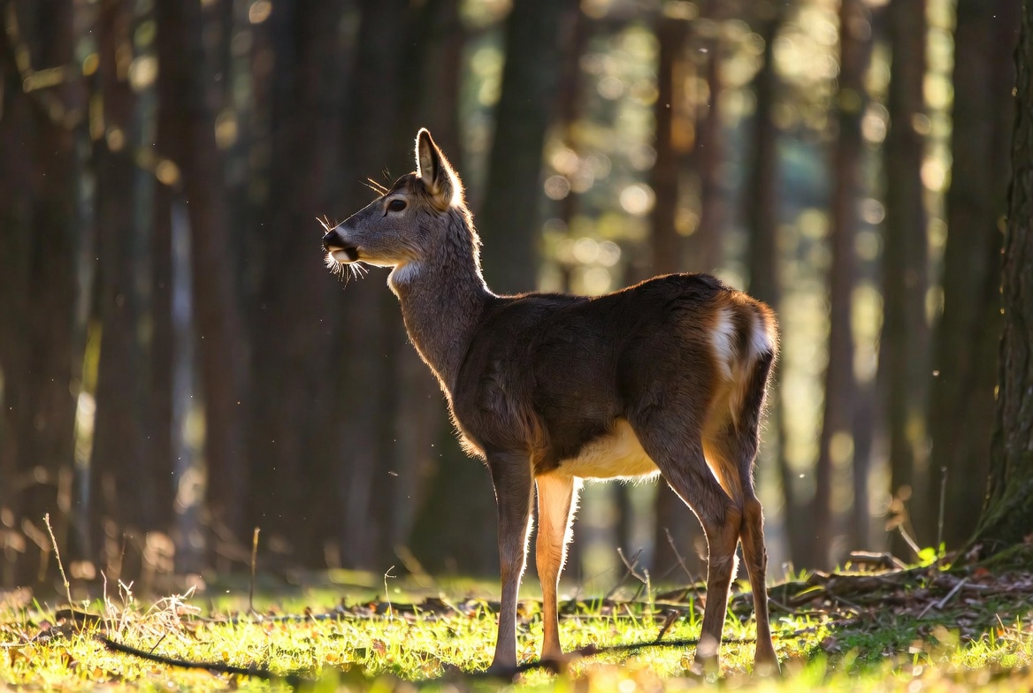 Wildlife spotting
